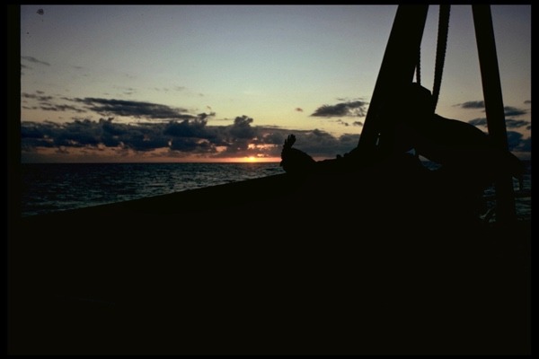 A rooster at dawn in the Caribbean