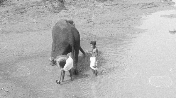 Bath time for elephants