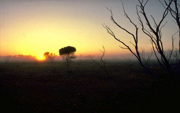The Nullarbor at dawn